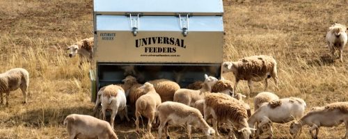 The Ultimate Series feeders have been designed to minimize sharp edges in the feed area, reducing the risk of injury to livestock. The single, robust adjuster eliminates the need for internal supports, while an easily removable reinforced shelter covers all external adjustment components, protecting both livestock and the feeder from damage.